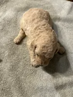 Hope, a female Poodle - Standard  for sale in Temecula, CA – Photo 4 of 4