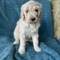 Hope, a female Poodle - Standard  for sale in Temecula, CA – Photo 1 of 4
