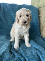 Hope, a female Poodle - Standard  for sale in Temecula, CA – Photo 1 of 4