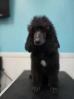 Colt, a male Poodle - Standard  for sale in Temecula, CA – Photo 1 of 8