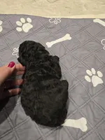 Colt, a male Poodle - Standard  for sale in Temecula, CA – Photo 8 of 8