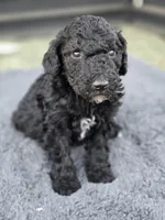 Colt, a male Poodle - Standard  for sale in Temecula, CA – Photo 2 of 8