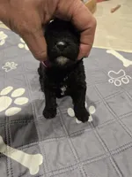 Colt, a male Poodle - Standard  for sale in Temecula, CA – Photo 7 of 8