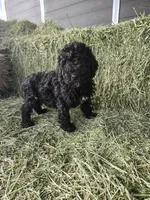 Colt, a male Poodle - Standard  for sale in Temecula, CA – Photo 3 of 8