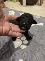 Colt, a male Poodle - Standard  for sale in Temecula, CA – Photo 6 of 8