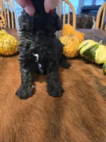 Colt, a male Poodle - Standard  for sale in Temecula, CA – Photo 5 of 8