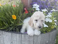 Willow, a female Poodle - Standard  for sale in Temecula, CA – 2 of 4