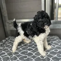 Eve, a female Poodle - Standard  for sale in Temecula, CA – Photo 4 of 10