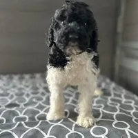 Eve, a female Poodle - Standard  for sale in Temecula, CA – Photo 1 of 10