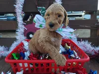 Raspberry, a female Poodle - Standard  for sale in Temecula, CA – Photo 1 of 2