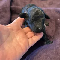 Storm, a female Poodle - Standard  for sale in Temecula, CA – Photo 6 of 6