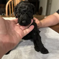 Storm, a female Poodle - Standard  for sale in Temecula, CA – Photo 2 of 6