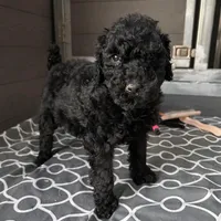 Storm, a female Poodle - Standard  for sale in Temecula, CA – Photo 1 of 6