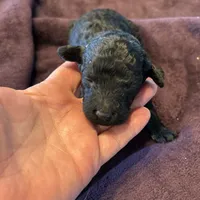 Storm, a female Poodle - Standard  for sale in Temecula, CA – Photo 5 of 6