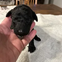 Storm, a female Poodle - Standard  for sale in Temecula, CA – Photo 4 of 6