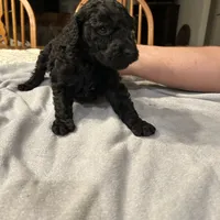 Storm, a female Poodle - Standard  for sale in Temecula, CA – Photo 3 of 6