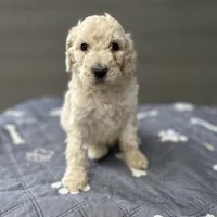 Rocky, a male Poodle - Standard  for sale in Temecula, CA – Photo 3 of 7