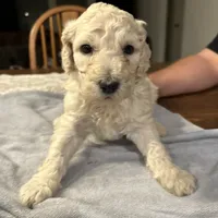 Rocky, a male Poodle - Standard  for sale in Temecula, CA – Photo 4 of 7