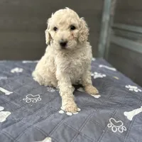 Rocky, a male Poodle - Standard  for sale in Temecula, CA – Photo 2 of 7