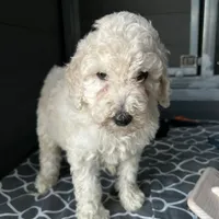 Rocky, a male Poodle - Standard  for sale in Temecula, CA – Photo 1 of 7