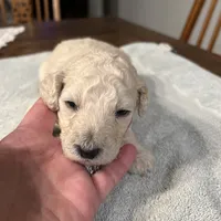 Rocky, a male Poodle - Standard  for sale in Temecula, CA – Photo 5 of 7