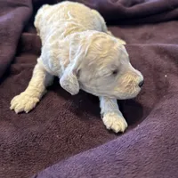 Rocky, a male Poodle - Standard  for sale in Temecula, CA – Photo 6 of 7