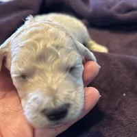 Rocky, a male Poodle - Standard  for sale in Temecula, CA – Photo 7 of 7