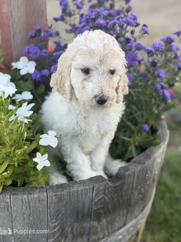 Willow – Poodle - Standard  puppy for sale in Temecula, CA