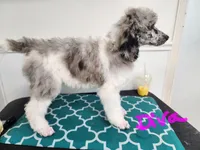Diva, a female Poodle - Standard  for sale in Temecula, CA – Photo 2 of 5
