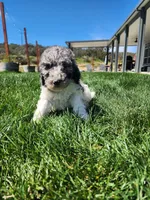 Diva, a female Poodle - Standard  for sale in Temecula, CA – Photo 3 of 5