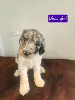 Diva, a female Poodle - Standard  for sale in Temecula, CA – Photo 5 of 5