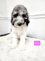 Diva, a female Poodle - Standard  for sale in Temecula, CA – Photo 4 of 5