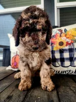 Arturo, a male Poodle - Standard  for sale in Temecula, CA – Photo 6 of 8