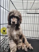 Arturo, a male Poodle - Standard  for sale in Temecula, CA – Photo 1 of 8