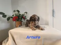 Arturo, a male Poodle - Standard  for sale in Temecula, CA – Photo 8 of 8