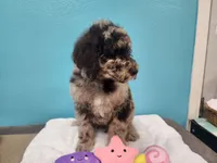 Arturo, a male Poodle - Standard  for sale in Temecula, CA – Photo 5 of 8