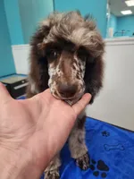 Arturo, a male Poodle - Standard  for sale in Temecula, CA – Photo 2 of 8