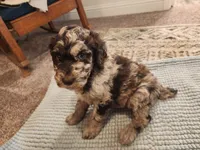 Arturo, a male Poodle - Standard  for sale in Temecula, CA – Photo 4 of 8