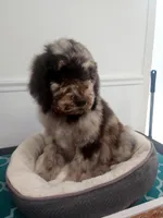 Arturo, a male Poodle - Standard  for sale in Temecula, CA – Photo 3 of 8