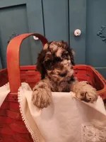 Arturo, a male Poodle - Standard  for sale in Temecula, CA – Photo 7 of 8