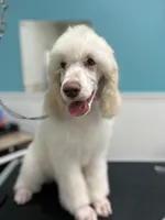 Colt, a male Poodle - Standard  for sale in Temecula, CA – Photo 2 of 3