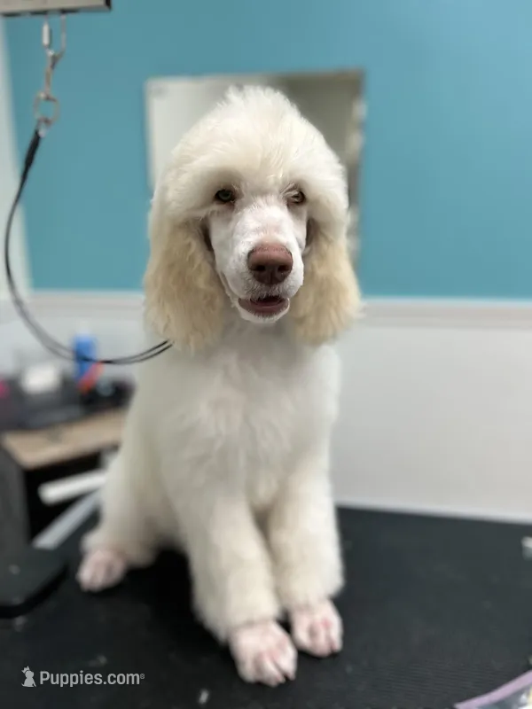 Colt – Poodle - Standard  puppy for sale in Temecula, CA