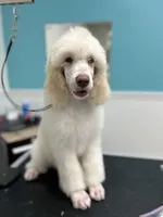 Colt, a male Poodle - Standard  for sale in Temecula, CA – Photo 1 of 3