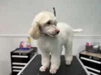 Colt, a male Poodle - Standard  for sale in Temecula, CA – Photo 3 of 3