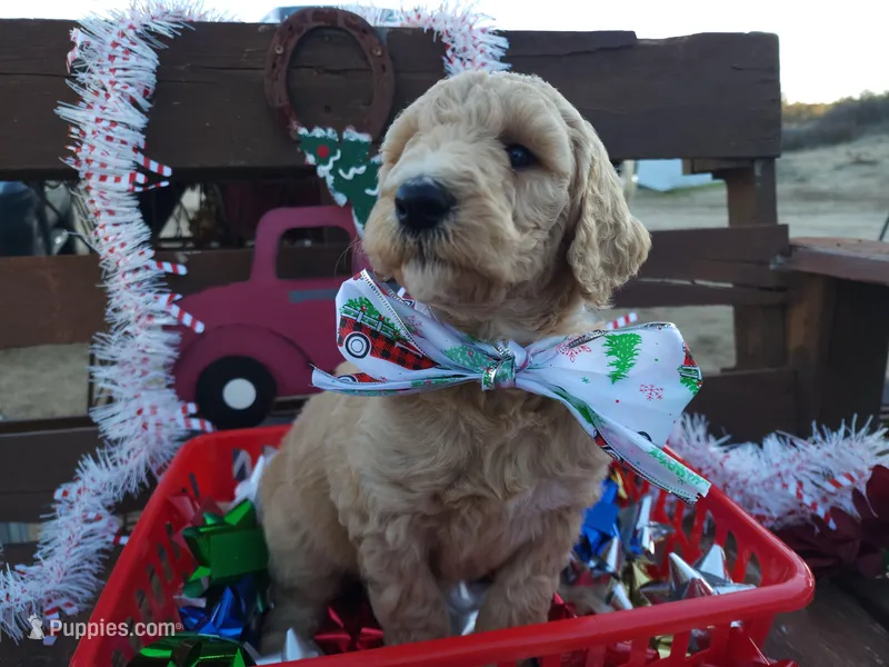 Heart, a female Poodle - Standard  for sale in Temecula, CA – Photo 1 of 2