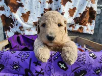 Heart, a female Poodle - Standard  for sale in Temecula, CA – Photo 2 of 2