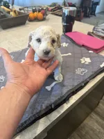 Willow, a female Poodle - Standard  for sale in Temecula, CA – 4 of 4