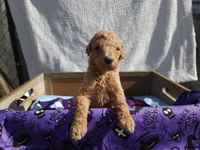 Lengend, a male Poodle - Standard  for sale in Temecula, CA – Photo 2 of 2