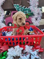 Lengend, a male Poodle - Standard  for sale in Temecula, CA – Photo 1 of 2