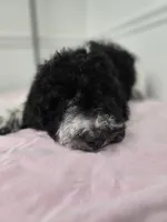 Cowgirl, a female Poodle - Standard  for sale in Temecula, CA – Photo 2 of 8